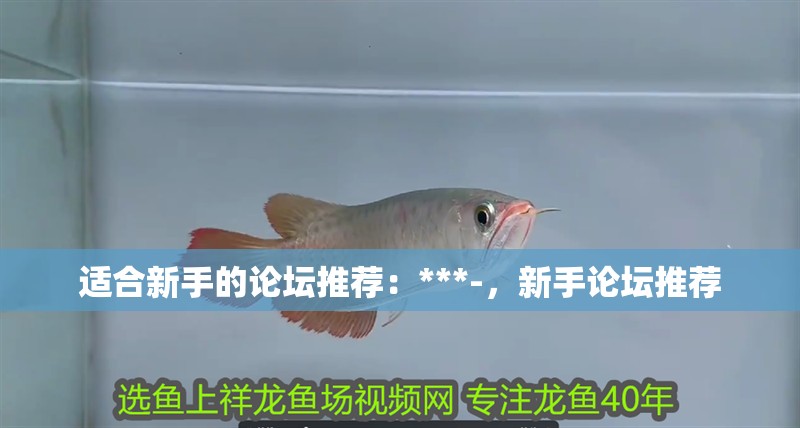 適合新手的論壇推薦：***-，新手論壇推薦