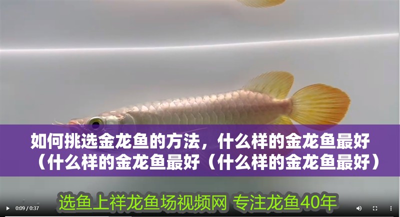 如何挑選金龍魚的方法，什么樣的金龍魚最好（什么樣的金龍魚最好（什么樣的金龍魚最好）