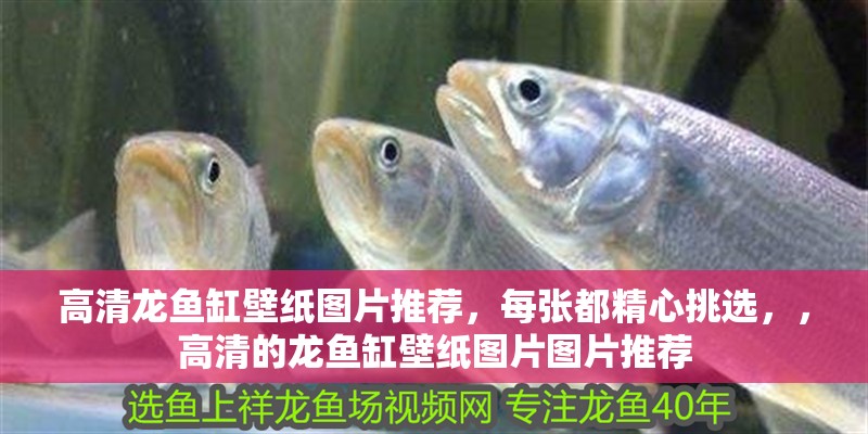 高清龍魚缸壁紙圖片推薦，每張都精心挑選，，高清的龍魚缸壁紙圖片圖片推薦