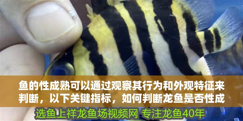 魚的性成熟可以通過觀察其行為和外觀特征來判斷，以下關鍵指標，如何判斷龍魚是否性成熟