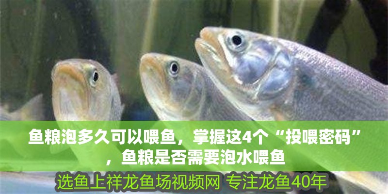 魚(yú)糧泡多久可以喂魚(yú)，掌握這4個(gè)“投喂密碼”，魚(yú)糧是否需要泡水喂魚(yú)