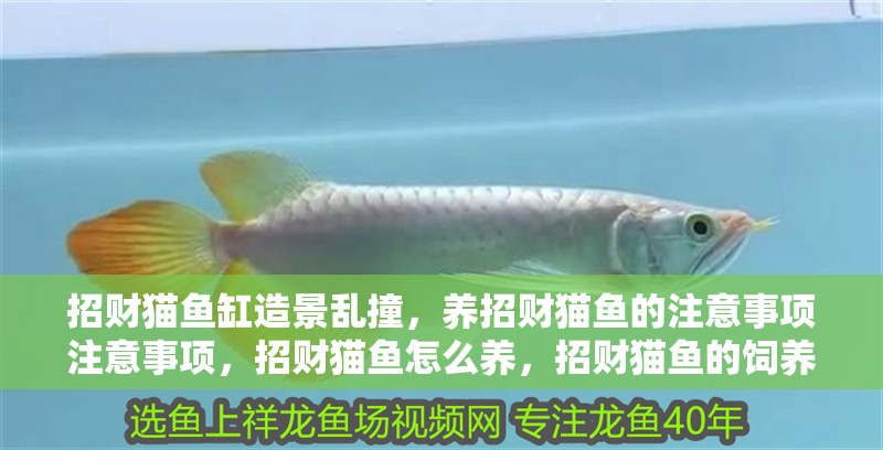 招財(cái)貓魚缸造景亂撞，養(yǎng)招財(cái)貓魚的注意事項(xiàng)注意事項(xiàng)，招財(cái)貓魚怎么養(yǎng)，招財(cái)貓魚的飼養(yǎng)方法