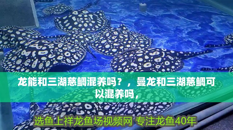 龍能和三湖慈鯛混養(yǎng)嗎？，曼龍和三湖慈鯛可以混養(yǎng)嗎，
