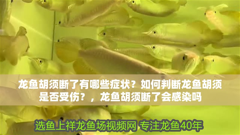 龍魚胡須斷了有哪些癥狀？如何判斷龍魚胡須是否受傷？，龍魚胡須斷了會感染嗎