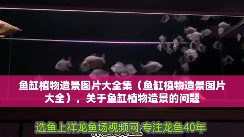 魚缸植物造景圖片大全集（魚缸植物造景圖片大全），關(guān)于魚缸植物造景的問題