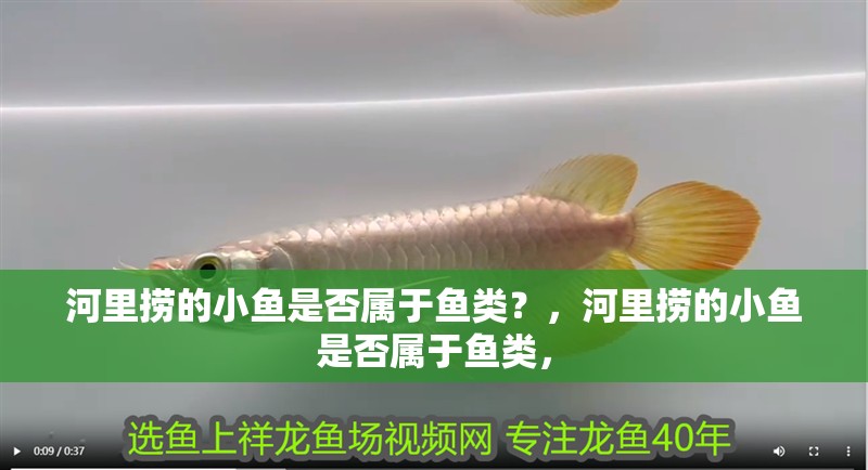 河里撈的小魚是否屬于魚類？，河里撈的小魚是否屬于魚類，