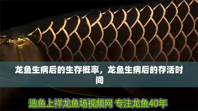 龍魚(yú)生病后的生存概率，龍魚(yú)生病后的存活時(shí)間