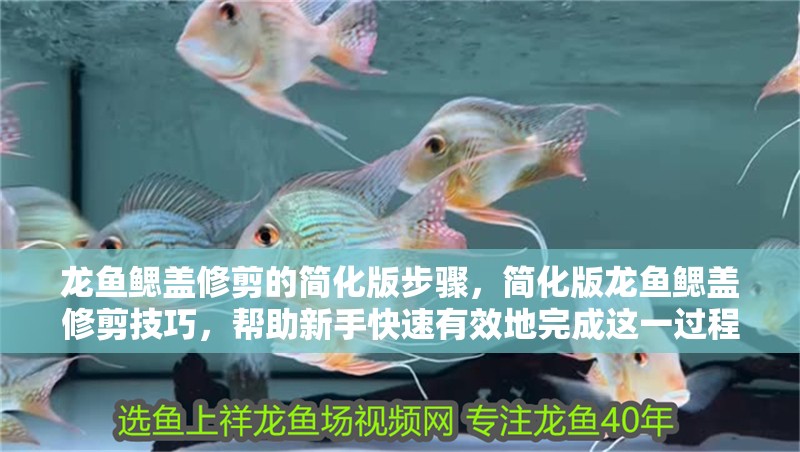 龍魚鰓蓋修剪的簡化版步驟，簡化版龍魚鰓蓋修剪技巧，幫助新手快速有效地完成這一過程