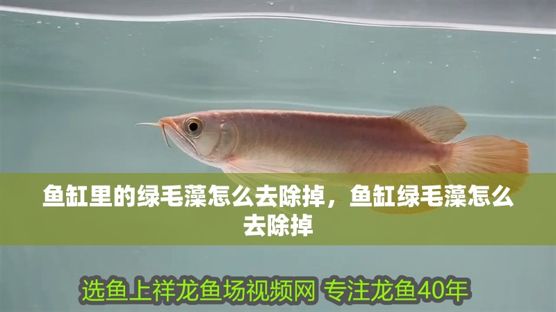 魚缸里的綠毛藻怎么去除掉，魚缸綠毛藻怎么去除掉