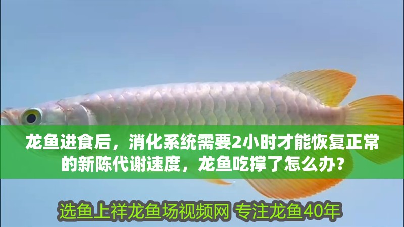龍魚(yú)進(jìn)食后，消化系統(tǒng)需要2小時(shí)才能恢復(fù)正常的新陳代謝速度，龍魚(yú)吃撐了怎么辦？