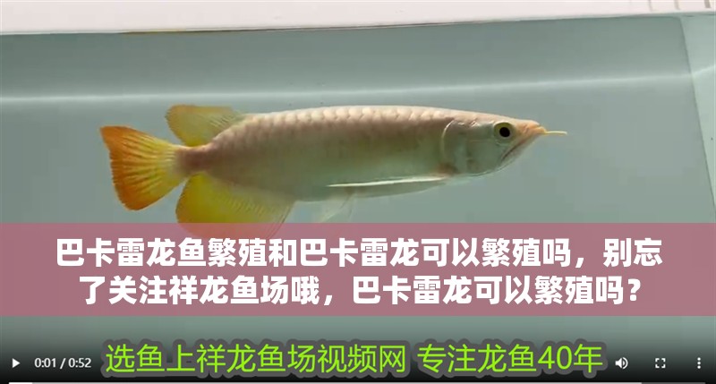 巴卡雷龍魚繁殖和巴卡雷龍可以繁殖嗎，別忘了關注祥龍魚場哦，巴卡雷龍可以繁殖嗎？