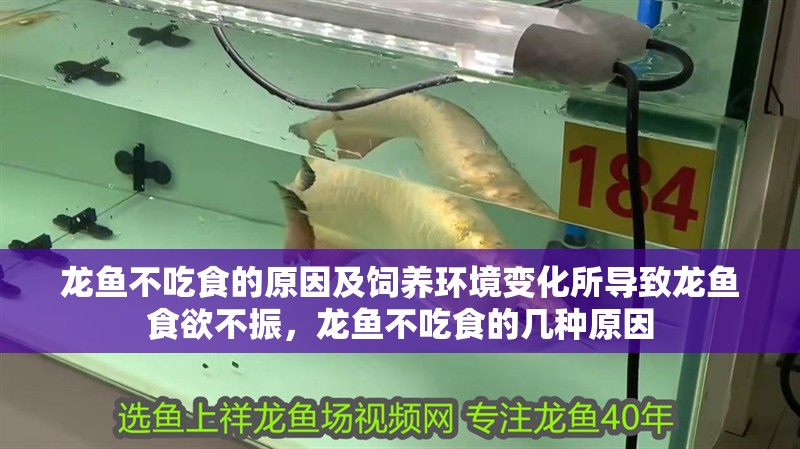 龍魚(yú)不吃食的原因及飼養(yǎng)環(huán)境變化所導(dǎo)致龍魚(yú)食欲不振，龍魚(yú)不吃食的幾種原因