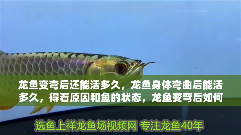 龍魚變彎后還能活多久，龍魚身體彎曲后能活多久，得看原因和魚的狀態(tài)，龍魚變彎后如何護理？