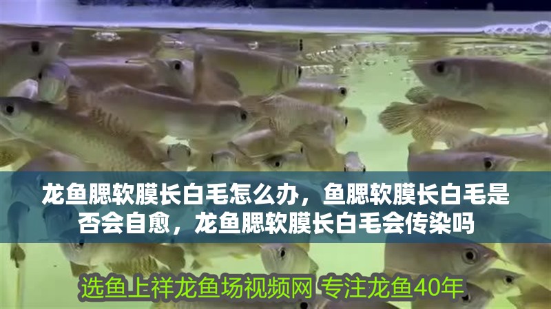 龍魚腮軟膜長(zhǎng)白毛怎么辦，魚腮軟膜長(zhǎng)白毛是否會(huì)自愈，龍魚腮軟膜長(zhǎng)白毛會(huì)傳染嗎