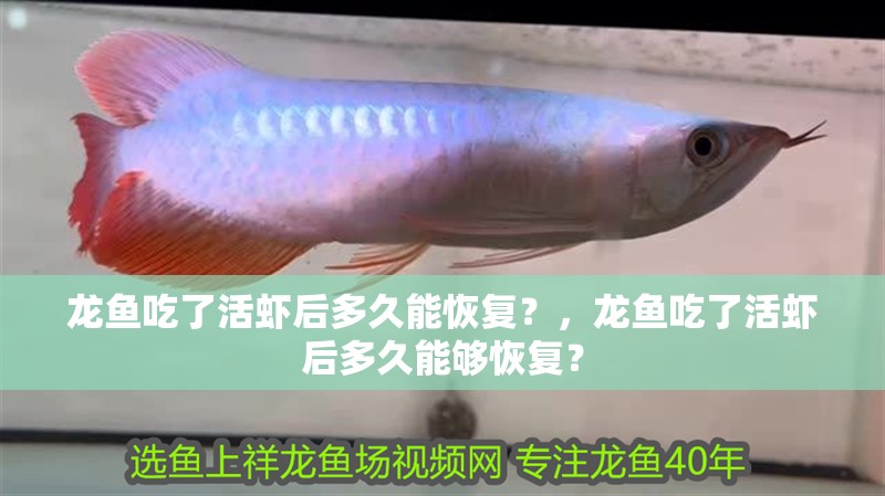 龍魚吃了活蝦后多久能恢復(fù)？，龍魚吃了活蝦后多久能夠恢復(fù)？