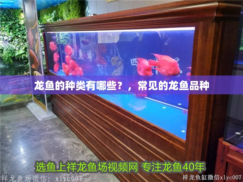 龍魚的種類有哪些？，常見的龍魚品種