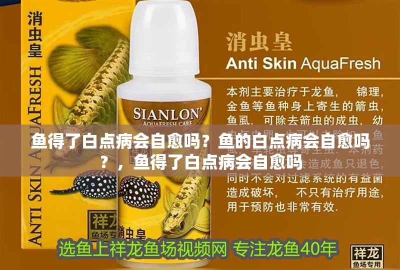 魚得了白點病會自愈嗎？魚的白點病會自愈嗎？，魚得了白點病會自愈嗎