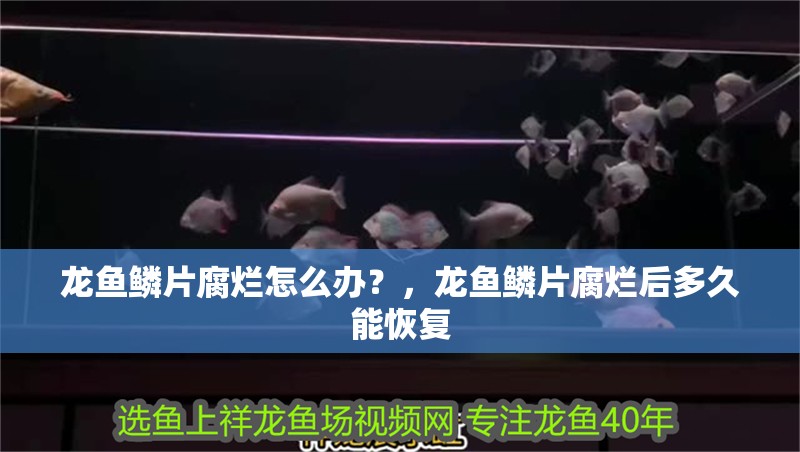 龍魚鱗片腐爛怎么辦？，龍魚鱗片腐爛后多久能恢復