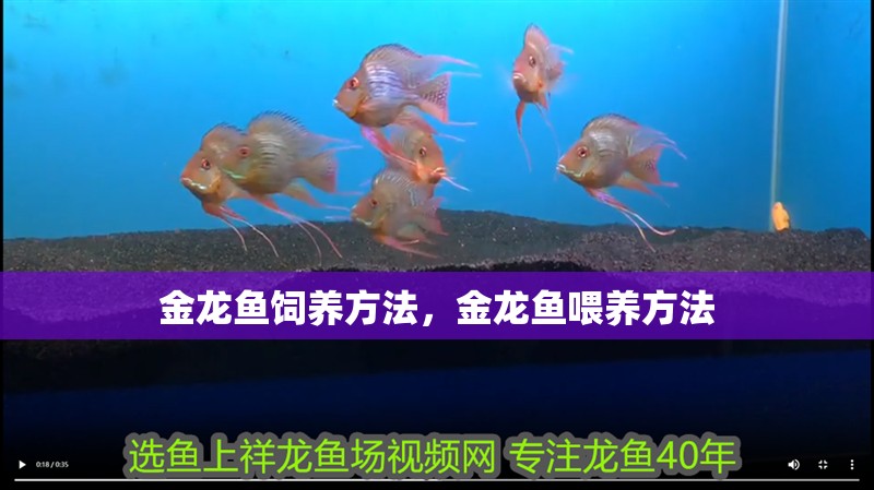 金龍魚飼養(yǎng)方法，金龍魚喂養(yǎng)方法