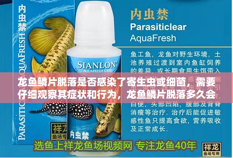 龍魚鱗片脫落是否感染了寄生蟲或細菌，需要仔細觀察其癥狀和行為，龍魚鱗片脫落多久會恢復？