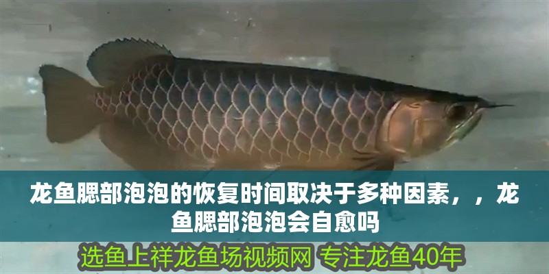 龍魚腮部泡泡的恢復時間取決于多種因素，，龍魚腮部泡泡會自愈嗎