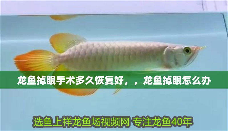 龍魚掉眼手術多久恢復好，，龍魚掉眼怎么辦