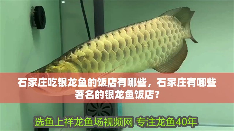 石家莊吃銀龍魚的飯店有哪些，石家莊有哪些著名的銀龍魚飯店？
