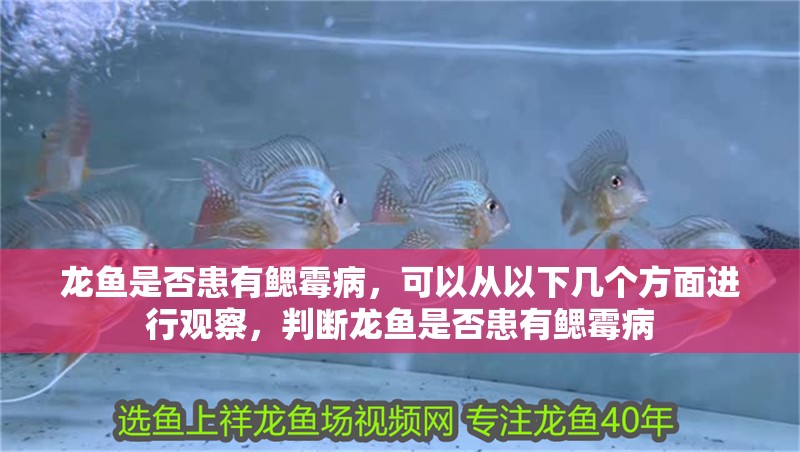 龍魚是否患有鰓霉病，可以從以下幾個方面進(jìn)行觀察，判斷龍魚是否患有鰓霉病