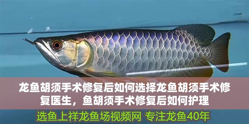 龍魚胡須手術修復后如何選擇龍魚胡須手術修復醫生，魚胡須手術修復后如何護理