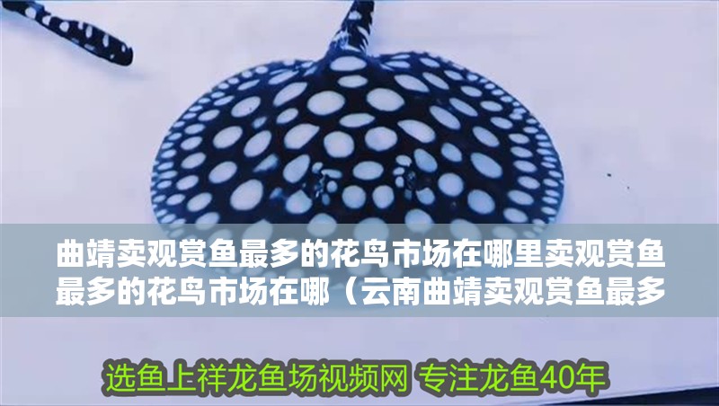 曲靖賣觀賞魚最多的花鳥市場在哪里賣觀賞魚最多的花鳥市場在哪（云南曲靖賣觀賞魚最多的花鳥市場在哪？）