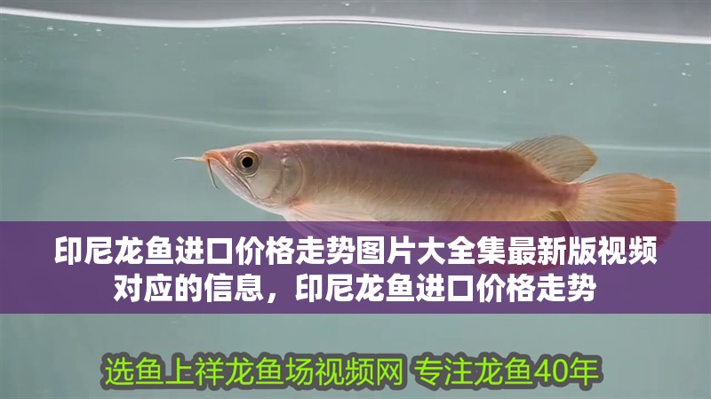 印尼龍魚進口價格走勢圖片大全集最新版視頻對應的信息，印尼龍魚進口價格走勢