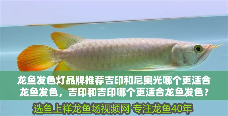 龍魚發色燈品牌推薦吉印和尼奧光哪個更適合龍魚發色，吉印和吉印哪個更適合龍魚發色？