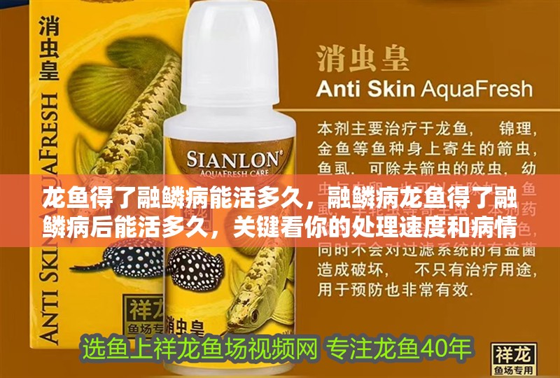 龍魚得了融鱗病能活多久，融鱗病龍魚得了融鱗病后能活多久，關(guān)鍵看你的處理速度和病情嚴重程度