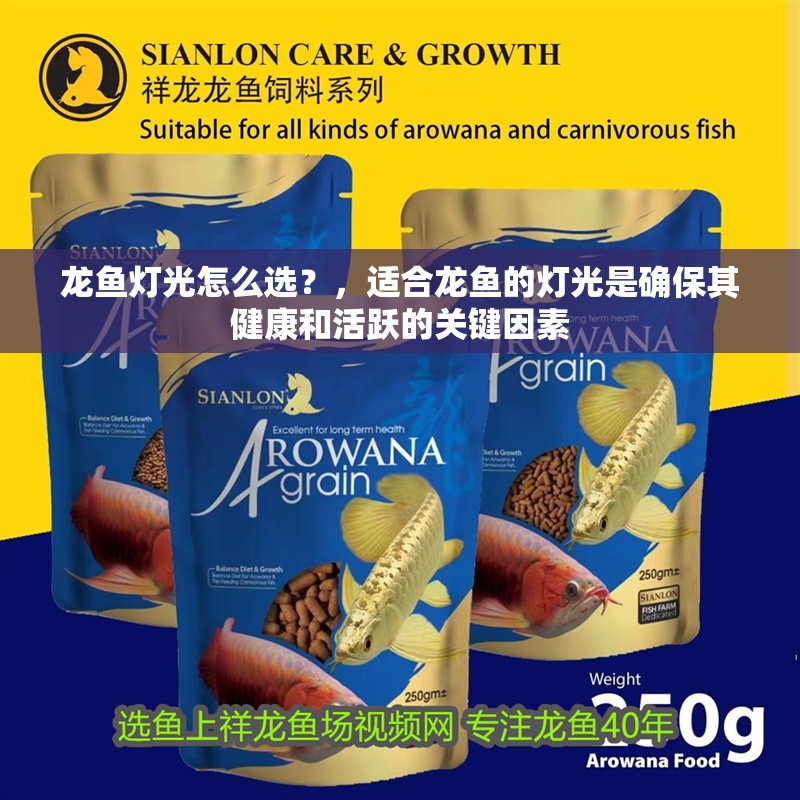 龍魚燈光怎么選？，適合龍魚的燈光是確保其健康和活躍的關鍵因素