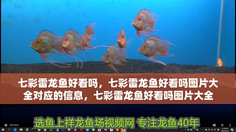七彩雷龍魚好看嗎，七彩雷龍魚好看嗎圖片大全對應的信息，七彩雷龍魚好看嗎圖片大全