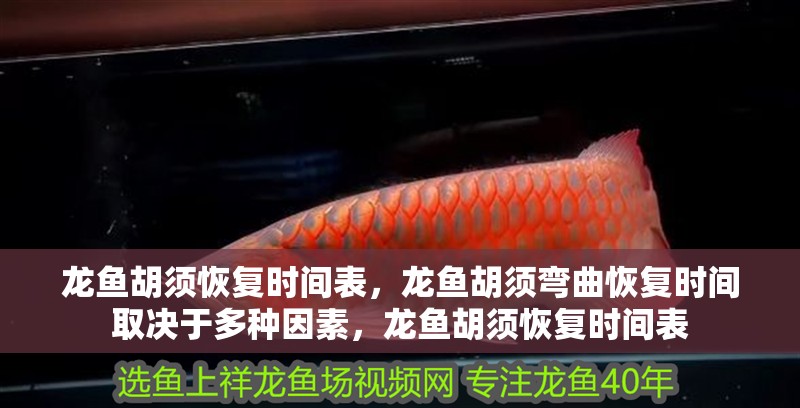 龍魚胡須恢復(fù)時間表，龍魚胡須彎曲恢復(fù)時間取決于多種因素，龍魚胡須恢復(fù)時間表