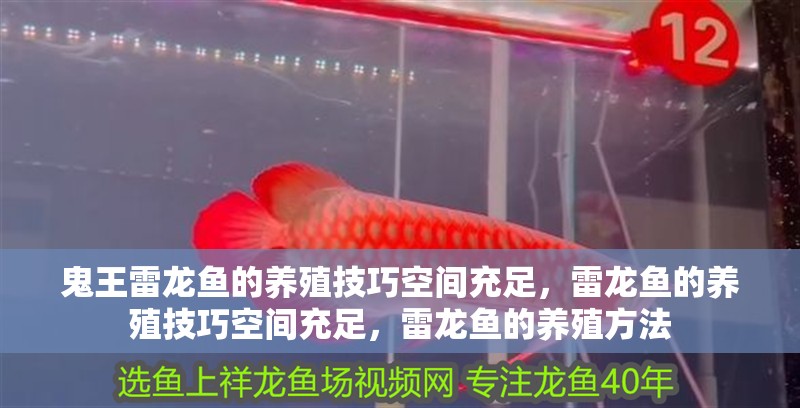 鬼王雷龍魚的養殖技巧空間充足，雷龍魚的養殖技巧空間充足，雷龍魚的養殖方法