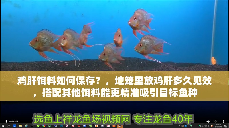 雞肝餌料如何保存？，地籠里放雞肝多久見效，搭配其他餌料能更精準吸引目標魚種