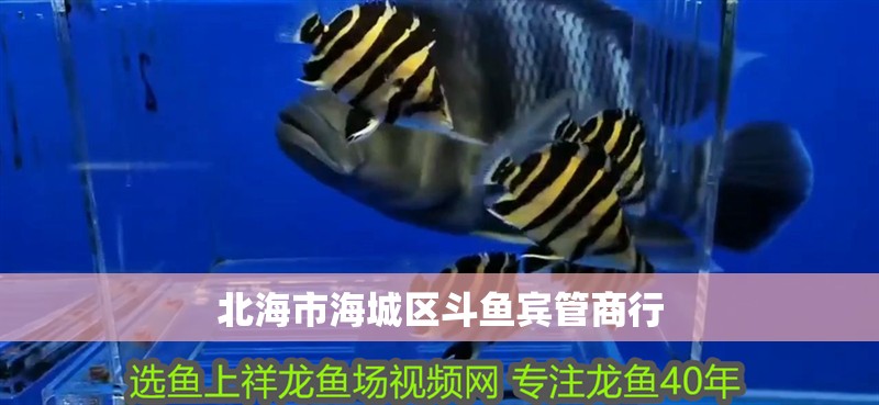 北海市海城區斗魚賓管商行