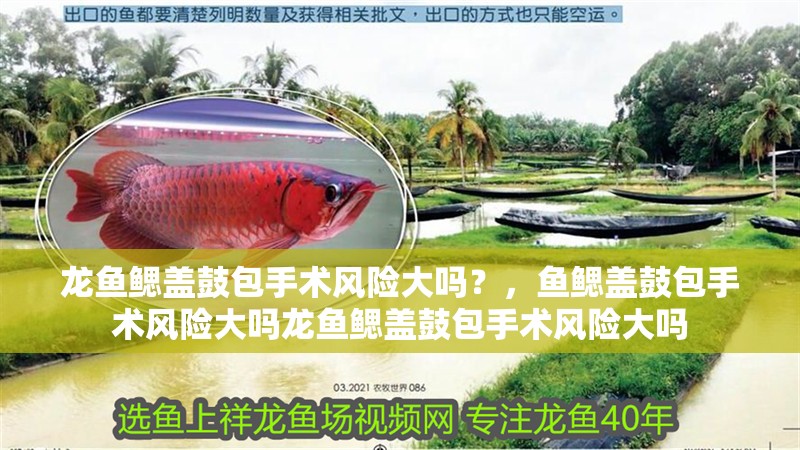 龍魚鰓蓋鼓包手術風險大嗎？，魚鰓蓋鼓包手術風險大嗎龍魚鰓蓋鼓包手術風險大嗎