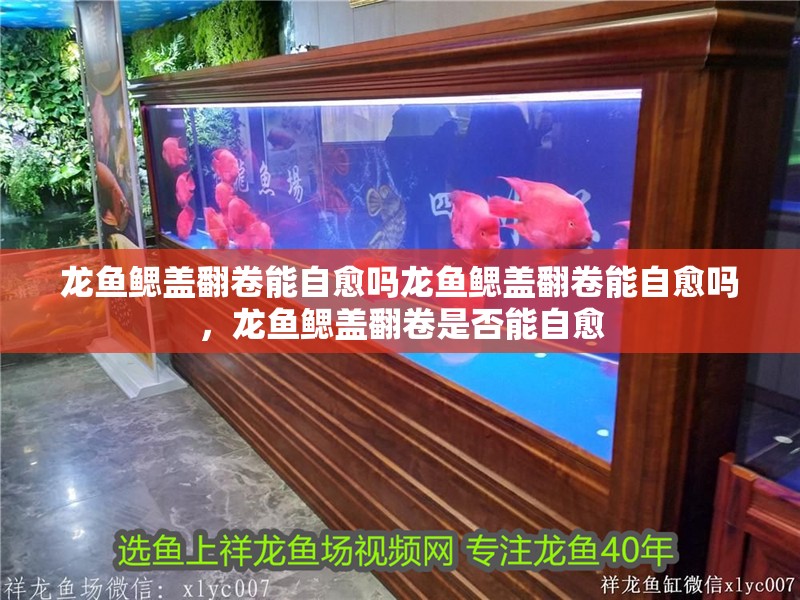 龍魚鰓蓋翻卷能自愈嗎龍魚鰓蓋翻卷能自愈嗎，龍魚鰓蓋翻卷是否能自愈