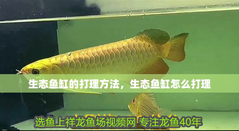 生態魚缸的打理方法，生態魚缸怎么打理