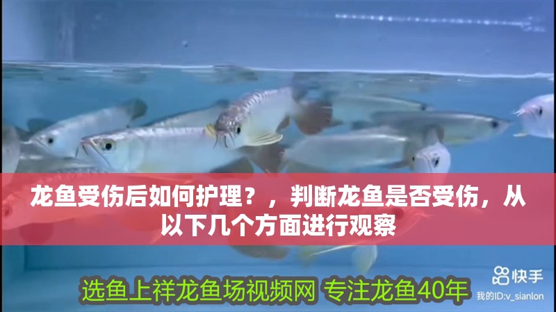 龍魚受傷后如何護(hù)理？，判斷龍魚是否受傷，從以下幾個(gè)方面進(jìn)行觀察