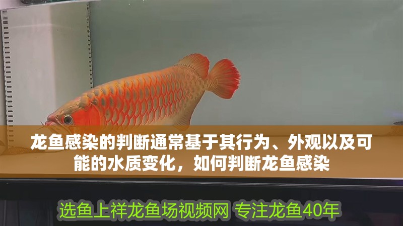 龍魚感染的判斷通常基于其行為、外觀以及可能的水質變化，如何判斷龍魚感染