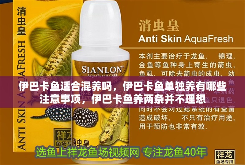 伊巴卡魚適合混養嗎，伊巴卡魚單獨養有哪些注意事項，伊巴卡魚養兩條并不理想