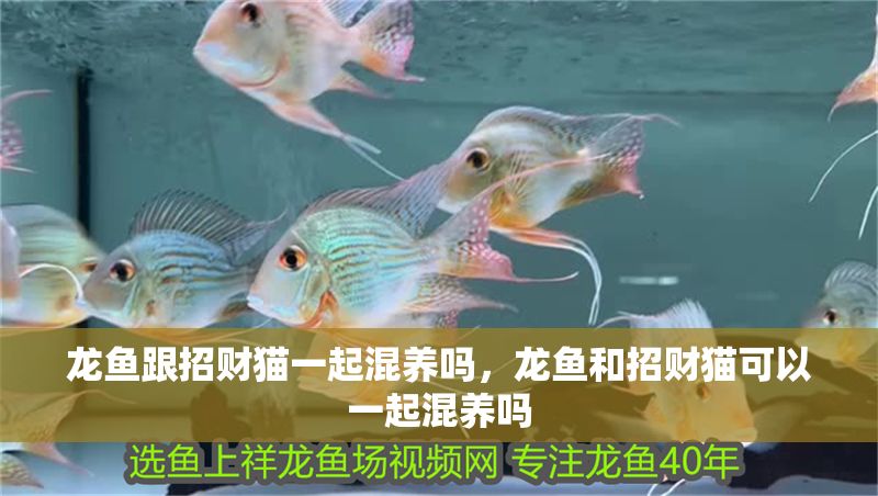 龍魚跟招財(cái)貓一起混養(yǎng)嗎，龍魚和招財(cái)貓可以一起混養(yǎng)嗎
