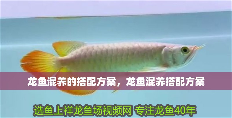 龍魚混養的搭配方案，龍魚混養搭配方案 龍魚混養的搭配方案，龍魚混養搭配方案 龍魚百科