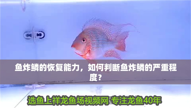 魚缸過濾器選購指南:自制魚缸過濾器魚缸上置過濾器對于養(yǎng)魚愛好者的必備知識 魚炸鱗的恢復能力,如何判斷魚炸鱗的嚴重程度? 龍魚百科 魚炸鱗的恢復能力,如何判斷魚炸鱗的嚴重程度? 魚炸鱗的恢復能力,如何判斷魚炸鱗的嚴重程度? 龍魚百科