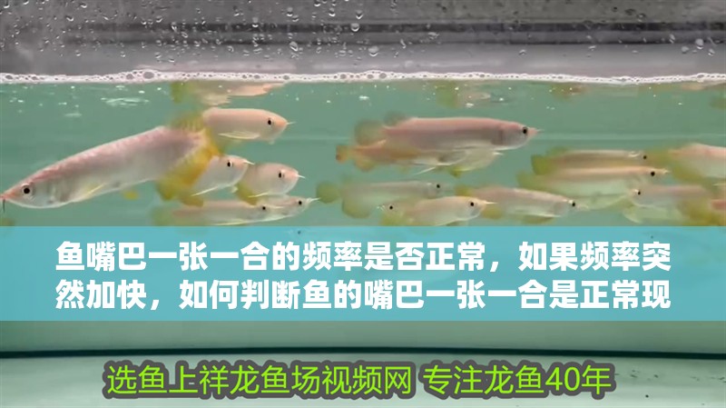 魚(yú)嘴巴一張一合的頻率是否正常，如果頻率突然加快，如何判斷魚(yú)的嘴巴一張一合是正?，F(xiàn)象嗎？