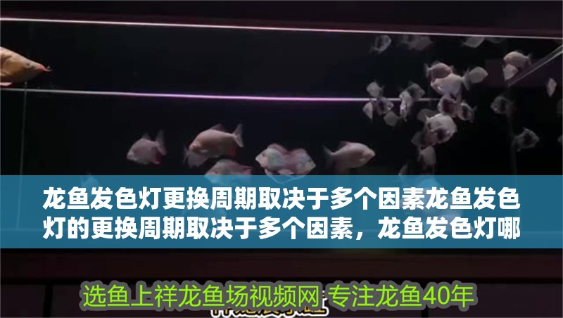 龍魚發(fā)色燈更換周期取決于多個因素龍魚發(fā)色燈的更換周期取決于多個因素，龍魚發(fā)色燈哪個品牌最好